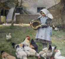 Cum să hrăniți găinile de găină acasă și ferme de păsări?