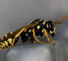 Cum de a trata o vierme de viespi? Muscatura de viespi, umflarea: ce sa fac