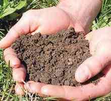 Cum se poate îmbunătăți fertilitatea solului? Aflați ce determină fertilitatea solului