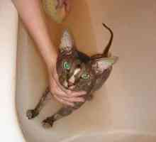 Cum să spălați pisica în mod corect și cu ce frecvență?