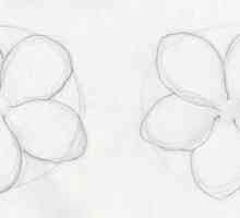 Cum de a desena o floare de stacojiu: o lecție de desen pas cu pas