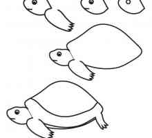Cum de a desena o broască țestoasă: o instruire pas cu pas pentru începători
