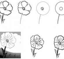 Cum de a desena o floare-semicolour pas cu pas