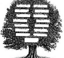 Cum de a desena un arbore genealogic: sfaturi practice