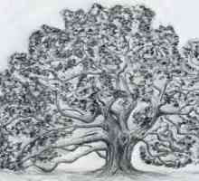 Cum de a desena un stejar: recomandări practice