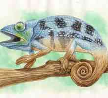 Cum de a desena un chameleon: o descriere pas cu pas pentru incepatori