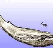 Cum de a desena o balenă într-un stil realist și animat