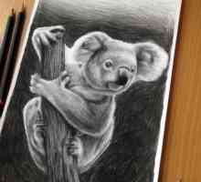 Cum de a desena koala? Descrierea în etape
