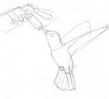 Cum de a desena o colibă ​​ușor și rapid
