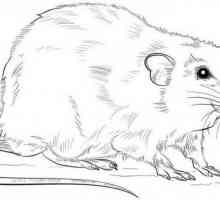 Cum de a desena un șobolan în etape