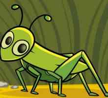 Cum de a desena un lăcustă - 2 moduri de a imagina o insectă