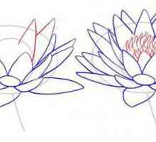Cum de a desena un lotus: Un ghid pentru incepatori
