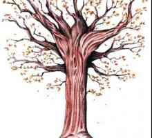 Cum de a desena un arbore de toamna în etape