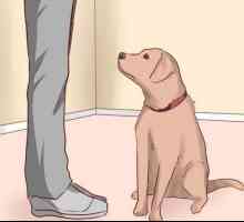 Cum să învețe echipa să "mintă" un câine? Sfaturi pentru manipulatorii de câini