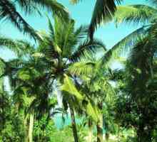 Care este numele palmierilor asiatici cu frunze spinoase? Palmierul tropical cu frunze spirtoase:…