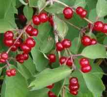 Care este numele boabelor rosii? Arbust cu fructe de padure rosii (fotografie)