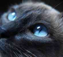 Care este numele rasei albastre de pisici cu ochi albaștri?