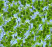 Care este mediul intern al celulei numite: conceptul de citoplasmă, hialoplasmă, citozol