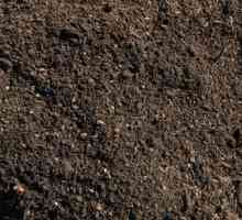 Cum să decontaminați solul pentru răsaduri. Dezinfectarea solului