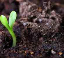 Cum sa format solul? Formarea solului: condiții, factori și proces