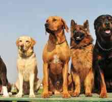 Cum să identificați o rasă de câini: motive diferite de reproducere