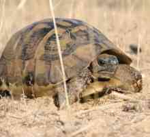 Cum de a determina vârsta unei broaște țestoase? Două moduri simple