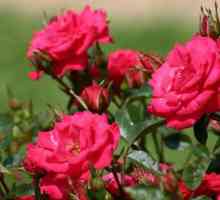 Cum să aibă grijă de trandafiri în grădină în toamnă?