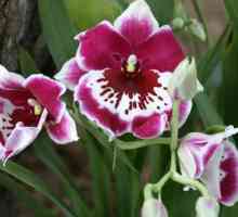 Cum să plantezi orhidee: sfaturi