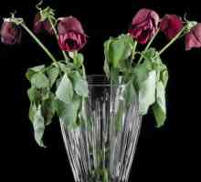 Cum sa reinvieti trandafirii si pastrati prospetimea unui buchet de mult timp