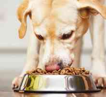 Cum de a transfera un câine de la naturalki la hrană? Hrănirea corectă a câinilor: norme, timp,…