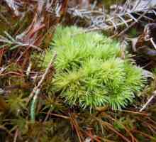 Cum mănâncă lichenii? Caracteristicile lichenilor, structura și reproducerea lor