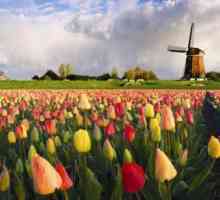 Cum să obțineți și să aplicați o viză pentru Olanda