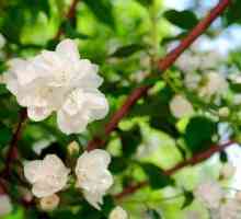 Cum să plantezi iasomia în primăvară? Plantarea tufișurilor în țară