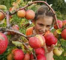 Cât de corect să tăiem un măr? Sfaturi pentru grădinari