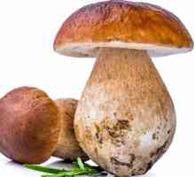Как приготовить белые грибы: рецепты с фото