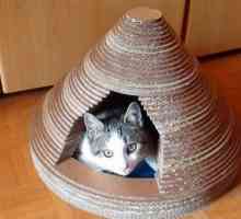 Cum să obișnuiți o pisică cu o casă și un tampon de zgâriere?