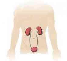 Cum se verifică rinichii? Metode de cercetare pentru a verifica dacă rinichii sunt sănătoși