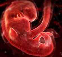 Cum se dezvoltă bebelușul în uter? Ce simte copilul și ce face cu mama lui în stomac?