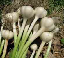 Cum să planteze bulbul de usturoi?