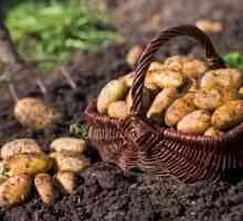 Cum să plantați cartofii pentru a colecta o recoltă generoasă