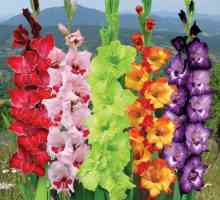 Cum să planteze corect becurile gladiolus?
