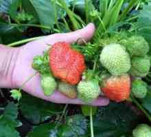 Cum să plantați o mustață de căpșuni pentru a obține o recoltă abundentă