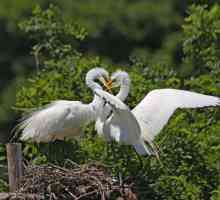 Cum se împerechează păsările? Caracteristicile sistemului reproductiv