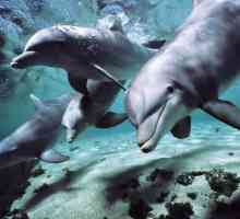Cum doarme delfinul: abilitățile uimitoare ale mamiferelor