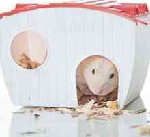 Cum să ai grijă de un hamster acasă: sfaturi utile