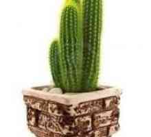 Cum să aibă grijă de un cactus acasă, astfel încât acesta să crească și să înflorească