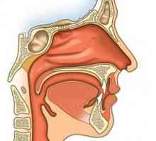 Cum este aranjat nasul. Cavitatea nazală, trăsăturile, funcțiile și structura acesteia