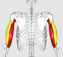 Cum este aranjată mușchiul brachial triceps. Care sunt funcțiile sale?