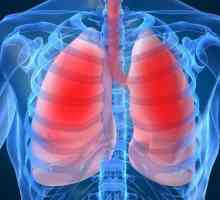 Cum se aranjează plămânii și cum este efectuat procesul respirator?
