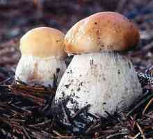 Cum se fierbe ciupercile albe: informații utile